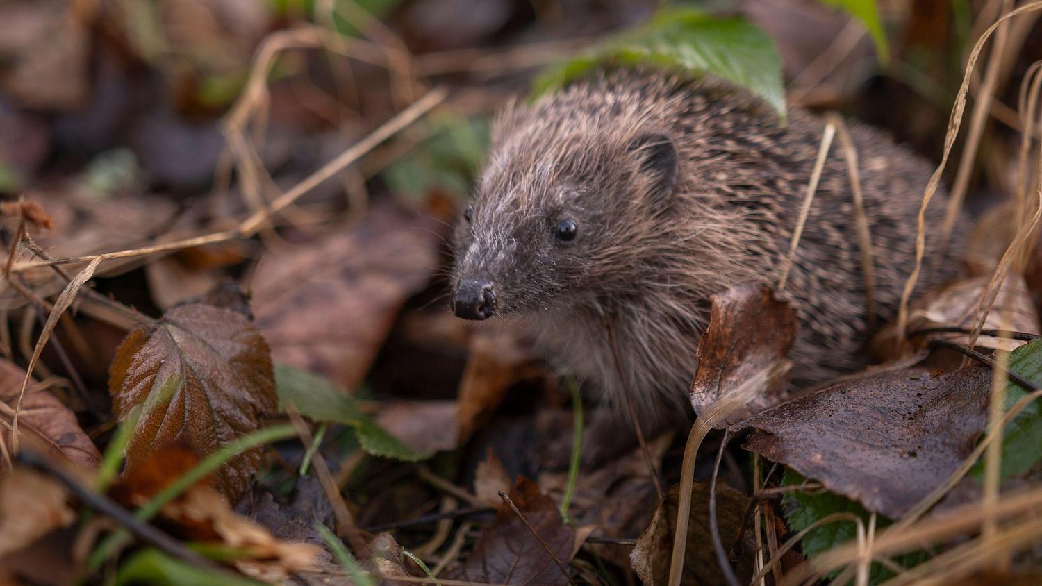 Hedgehogs find a new home at Strathallan School